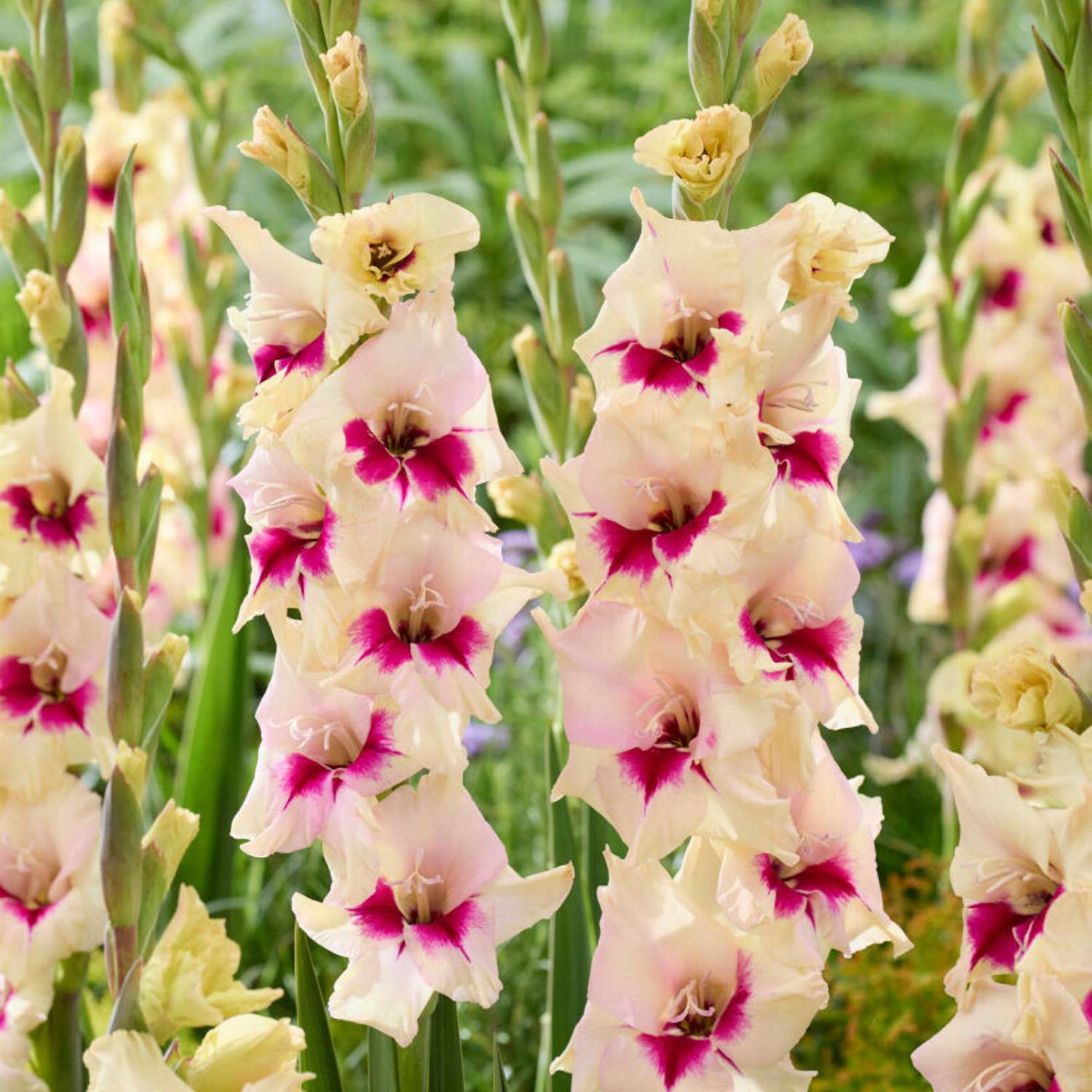 Gladiolus 'Amber Mystique'